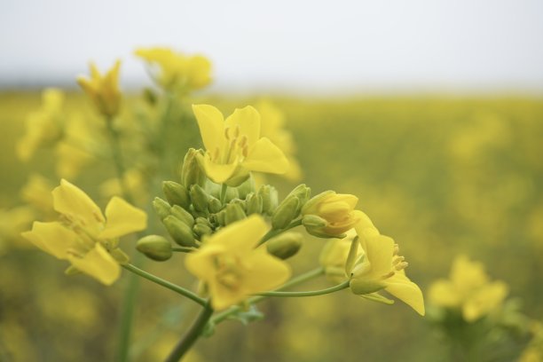 盛开的油菜地。黄色的油菜花。油菜地开满了花。黄色油菜籽在整个屏幕上。全屏黄色。油菜花特写。油菜花的微距摄影。图片下载