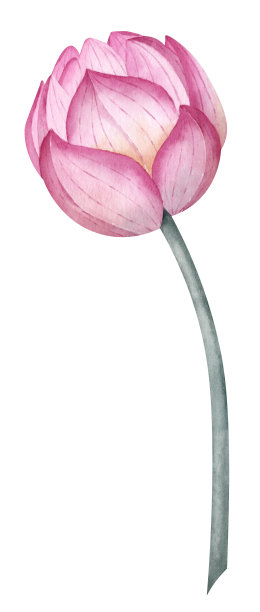 荷花的蓓蕾。手绘水彩插图粉红色的睡莲在白色孤立的背景。禅宗风格温泉设计中盛开的睡莲植物图。卡片植物素描图片下载