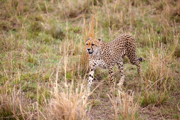 猎豹在草地上奔跑，背景是高大的草地图片下载