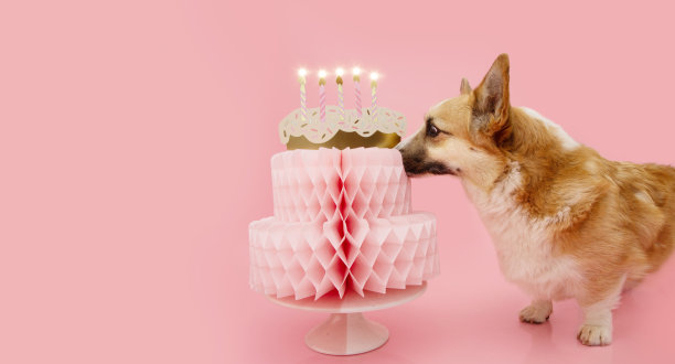 横幅生日快乐。柯基小狗用纸蛋糕庆祝生日或周年纪念日。孤立的粉红色粉彩背景图片下载