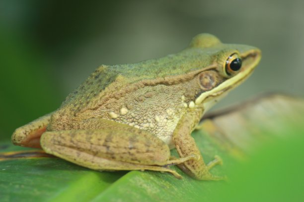 一只青蛙从背后站在香蕉叶上图片下载