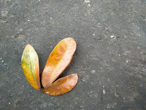 柏油路上的三片枯叶。图片下载