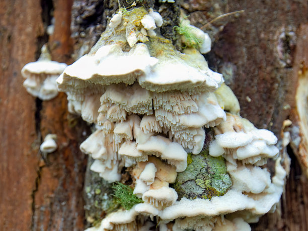 海绵状齿状多孔真菌的微距摄影图片下载