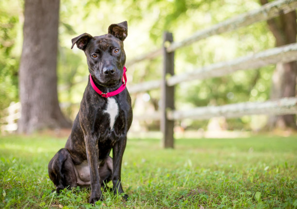 一头斑纹的比特斗牛梗混合品种狗，头部倾斜图片下载