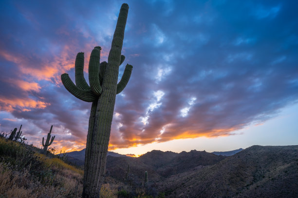 在百龄坛步道上的通托国家森林里，一个戏剧性的日出图片下载