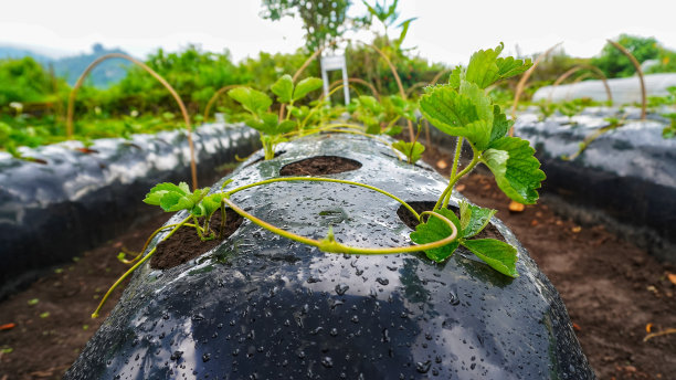 用塑料袋在花园里种植草莓植物的培养基图片下载