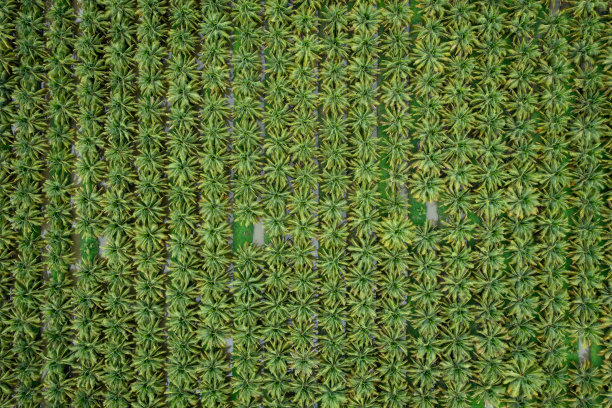 椰子田种植成一排绿色鸟瞰图图片下载