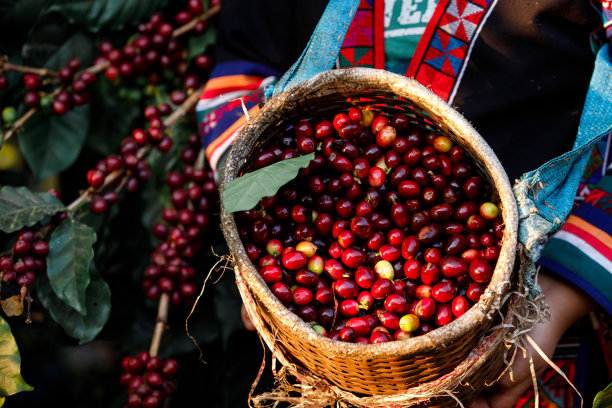 近距离和选择性聚焦生樱桃咖啡豆在篮子上的手握克伦农民妇女图片下载
