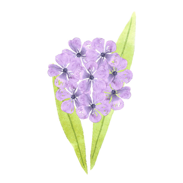 紫色抽象绣球花。手绘水彩孤立在白色的背景。可用于卡片、图案、标签。图片下载