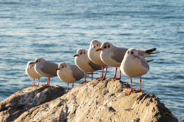 岩石上的普通海鸥图片下载