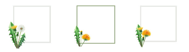 水彩画框架与蒲公英花和绿叶。手绘剪贴画植物草地插图在一个白色孤立的背景。适合设计师，装饰，明信片，包装纸，剪贴簿，封面，请柬，婚礼设计图片下载