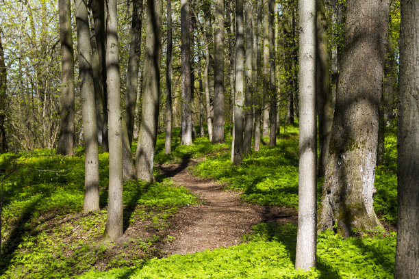 春林景观。自然景观以春林为主。图片下载