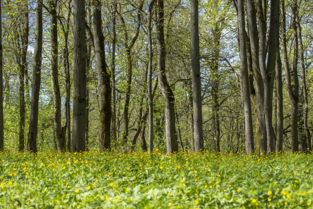 春林景观。自然景观以春林为主。图片下载