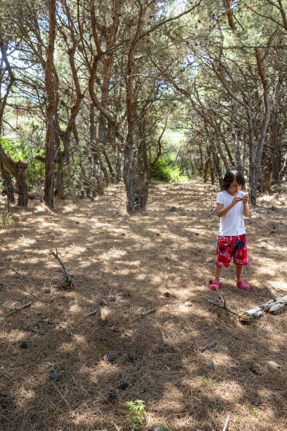 男孩走在松林里图片下载