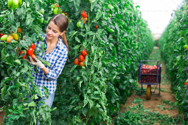 女园艺师在温室里收获李子番茄图片下载