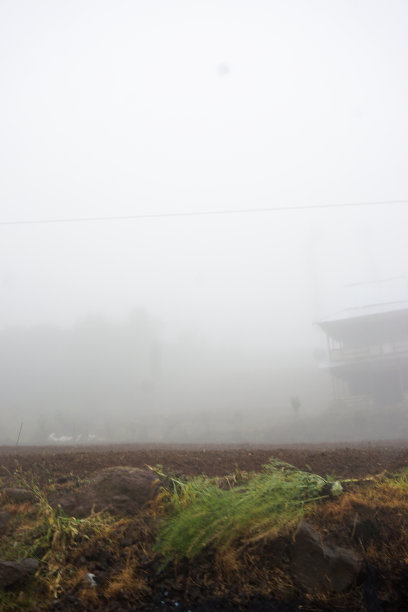 花园和院子里植物的库存照片图片下载