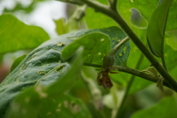 花园和院子里植物的库存照片图片下载