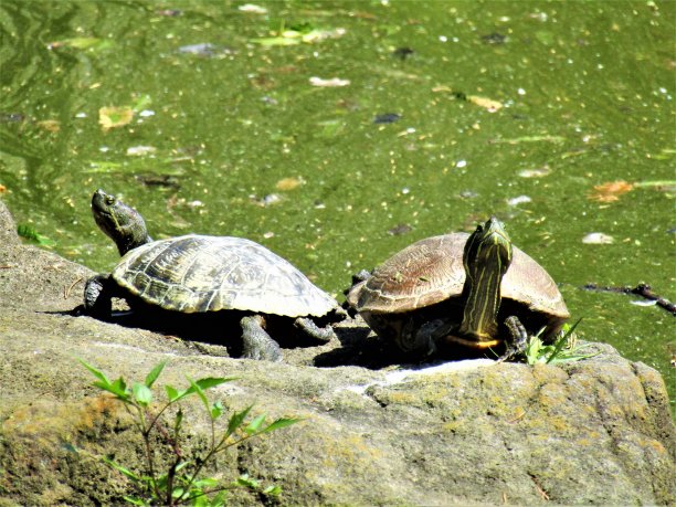 日本。6月。两只乌龟。沟通。图片下载