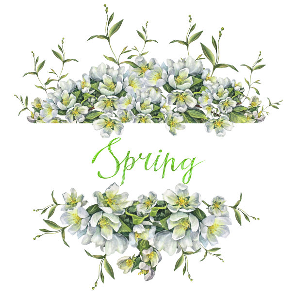 水彩树枝与苹果花孤立在白色背景。春天插花与文字框架。郁郁葱葱的树叶作为庆祝卡片。剪贴画婚礼邀请或3月8日图片下载