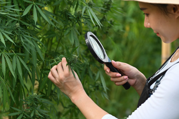 农业学家、研究员、农民或园丁用放大镜观察大麻植物以检查其质量。图片下载
