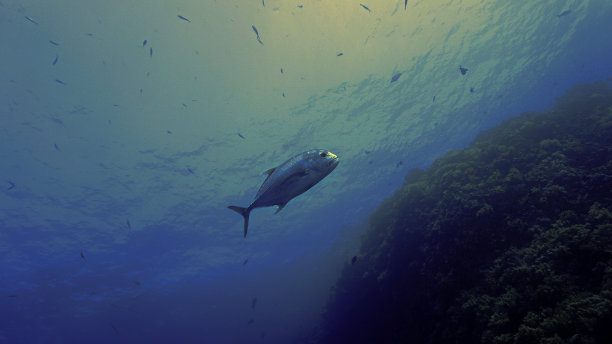 水下摄影：珊瑚礁中的鲹鱼图片下载