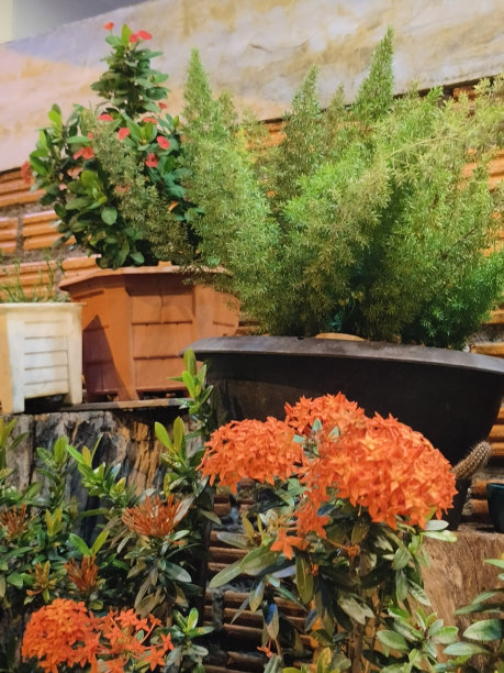 3盆植物摆放整齐图片下载