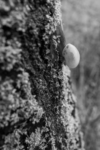 一只蜗牛在树干上爬行图片下载