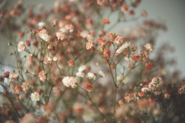 花卉纹理背景图片下载