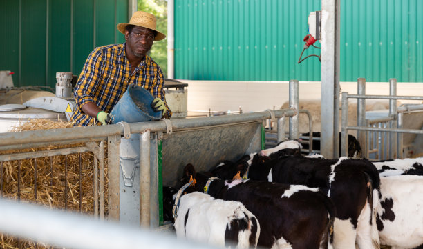 非裔美国农民在奶牛场喂小牛图片下载