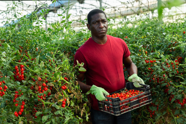 农民提着装有采摘的圣女果的箱子图片下载