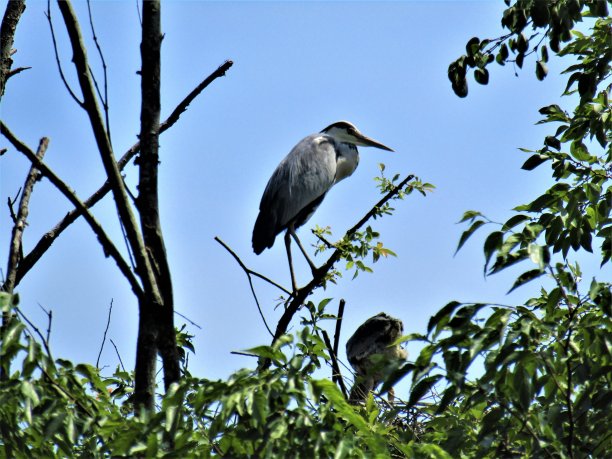日本。苍鹭的家庭。图片下载