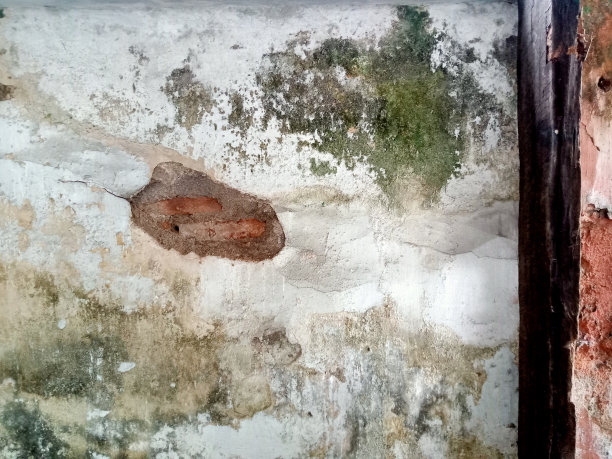 墙面的背景纹理是剥落的，长满了蘑菇图片下载