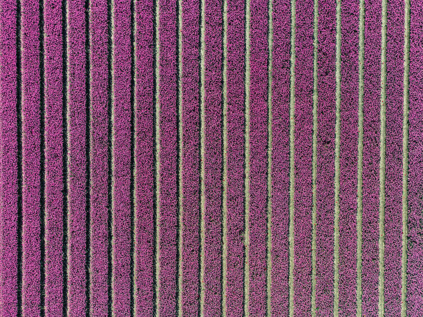 荷兰的郁金香田。乡村春花景观，无人机拍摄图片下载