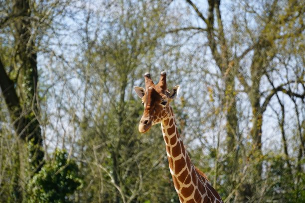 长颈鹿图片下载
