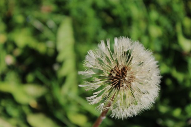 免版税照片-网站，自然博客或营销应用的最佳自然背景-普通蒲公英精致种子头的隔离特写-准备在院子里吹和种植数百株蒲公英-杂草上可爱的种子绒毛图片下载