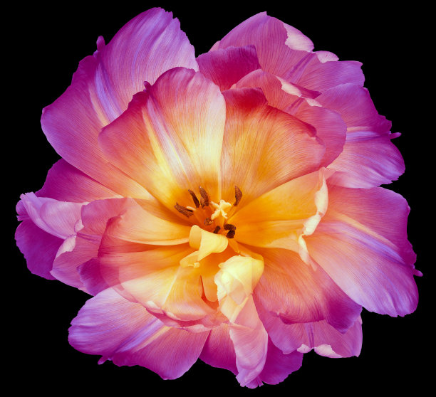 紫色的郁金香在黑色孤立的背景。为了设计。关闭了。大自然。图片下载