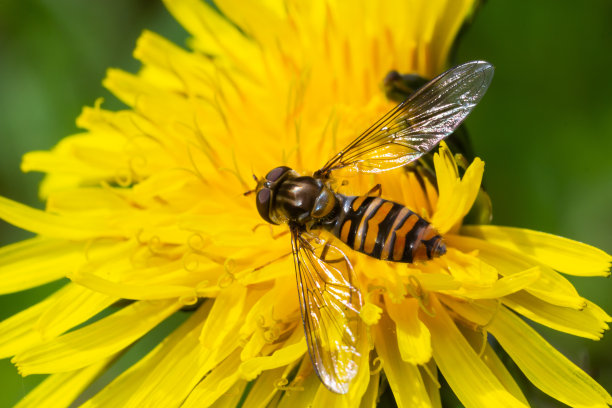 果酱食蚜蝇，Episyrphus balteatus，在一朵黄花上摆好姿势图片下载
