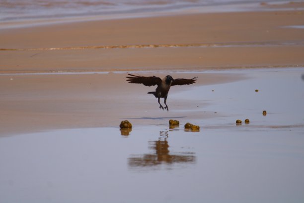 飞的乌鸦。图片下载