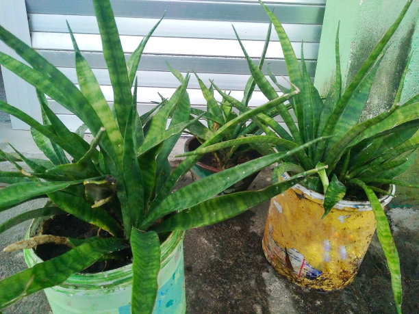 肯尼亚风信子植物在用过的油漆塑料花盆和陶土花盆里。特写图片图片下载