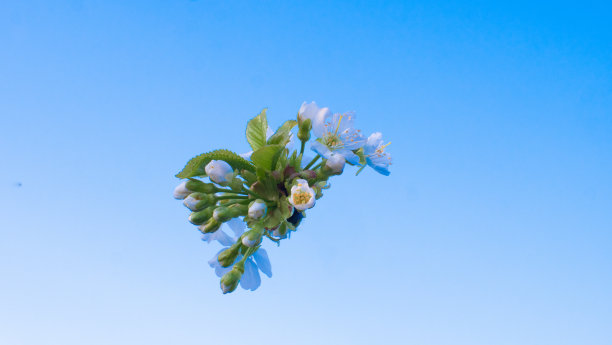 樱花孤立在蓝天的背景。一束白色的樱花特写，映衬着清澈的蓝天。美丽的樱花图片。图片下载