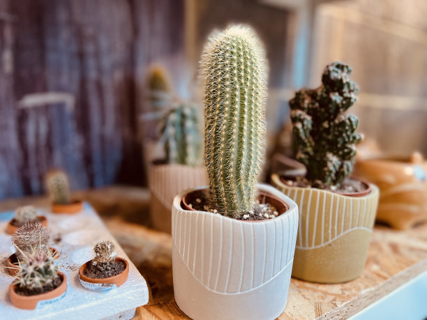 出售仙人掌图片下载