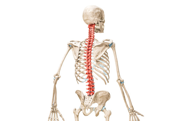 脊椎骨在红色的后视图3D渲染插图孤立的白色与复制空间。人体和脊柱解剖，空白医学图，骨骼系统的概念。图片下载
