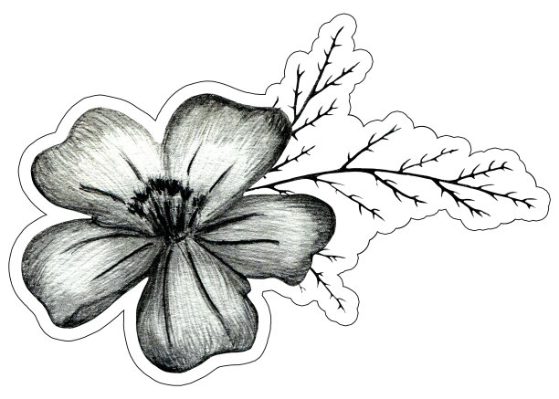 黑白手绘万寿菊花组成。图片下载