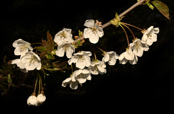 野樱花，梅花。图片下载
