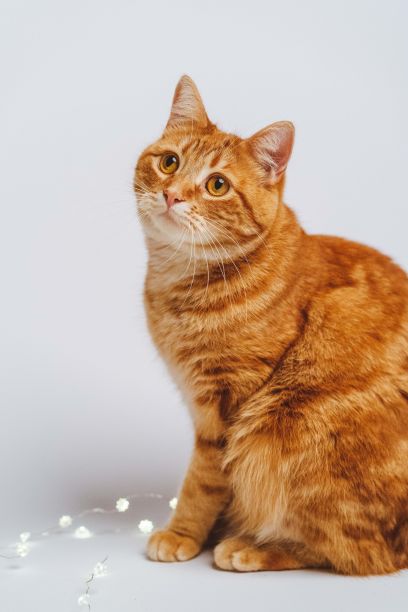 带Led灯的圣诞猫图片下载