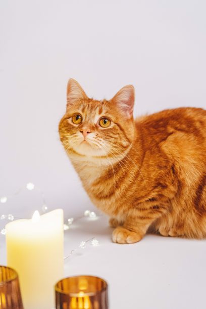 带Led灯的圣诞猫图片下载