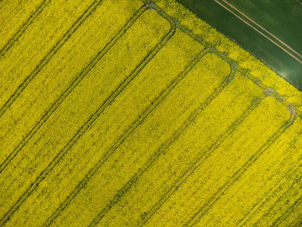 在黄色油菜地为自然背景的拖拉机履带鸟瞰图图片下载