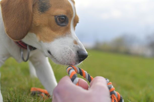 可爱的小猎犬小狗和狗玩具绳。小狗和主人在草地上。图片下载