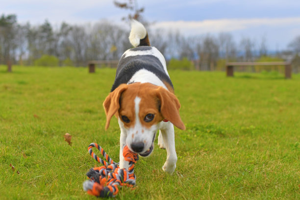 顽皮的狗在散步。可爱的小猎犬小狗和狗玩具绳。狗在草地上奔跑。爱玩的小狗拿着狗玩具。图片下载