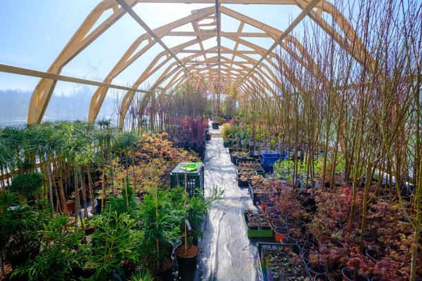 在温室的花盆里种些小树。准备幼苗出售。小型园艺生意图片下载